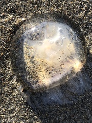 Polyorchis penicillatus