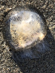 Polyorchis penicillatus