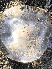 Polyorchis penicillatus