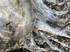 Polyorchis penicillatus