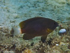 Pomacentrus chrysurus