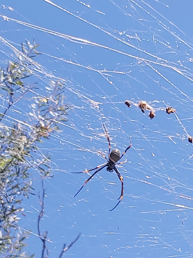 Tiger Spider from Waverton NSW 2060, Australia on January 16, 2021 at