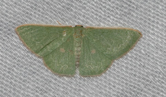 Chlorocoma cyclosema