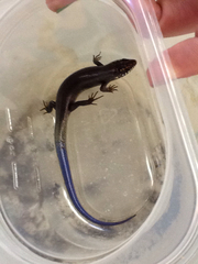Plestiodon obsoletus
