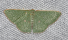Chlorocoma cyclosema