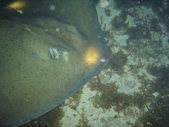 Hypanus berthalutzae