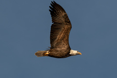 Haliaeetus leucocephalus