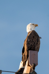 Haliaeetus leucocephalus