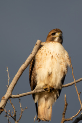 Buteo jamaicensis