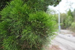 Callitris columellaris