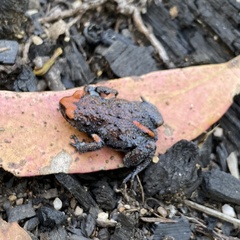 Pseudophryne australis