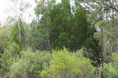 Callitris columellaris