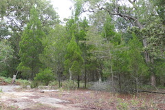 Callitris columellaris