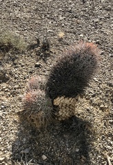 Cacteae