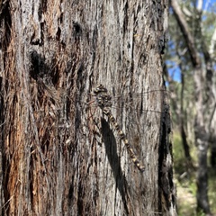 Austroaeschna subapicalis