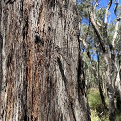 Austroaeschna subapicalis