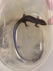 Plestiodon obsoletus