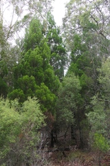 Callitris columellaris