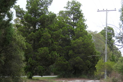 Callitris columellaris