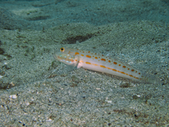 Valenciennea puellaris