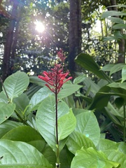 Odontonema cuspidatum