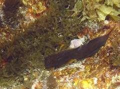 Ophioblennius trinitatis