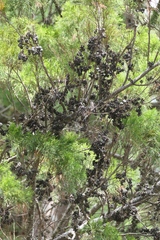 Callitris rhomboidea