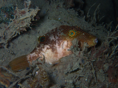 Canthigaster compressa