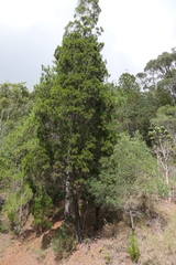 Callitris rhomboidea