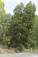 Callitris rhomboidea