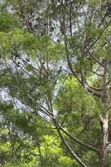 Callitris rhomboidea