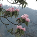 Rhododendron hunnewellianum - Photo (c) 小铖/Smalltown, algunos derechos reservados (CC BY-NC), subido por 小铖/Smalltown