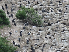 Leucocarbo chalconotus