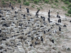 Leucocarbo chalconotus
