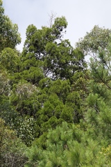 Callitris rhomboidea