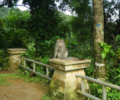 Macaca fascicularis