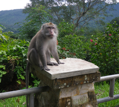 Macaca fascicularis
