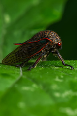 Metcalfiella erecta