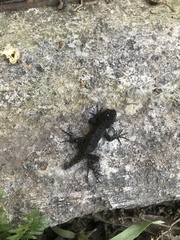 Sceloporus palaciosi