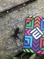 Sceloporus palaciosi