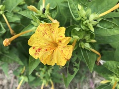 Mirabilis jalapa