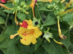 Mirabilis jalapa