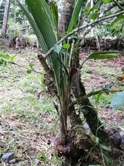 Cocoseae