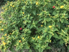 Mirabilis jalapa