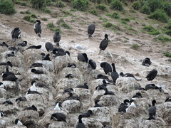 Leucocarbo chalconotus