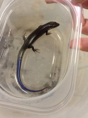 Plestiodon obsoletus