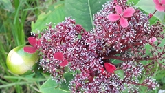 Hydrangea peruviana