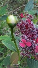 Hydrangea peruviana