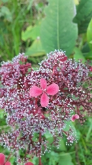 Hydrangea peruviana