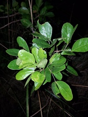 Pithecellobium keyense